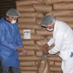Ayacucho duplicó exportaciones de quinua durante en 2019