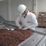 Cacao nativo de Junín llegará a mercado alemán