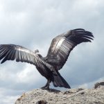 Cusco: Liberan a condor andino rehabilitado