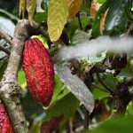 Evalúan remoción de cadmio en parcelas experimentales de cacao en Tocache y El Dorado