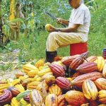 Minagri: En el Perú más de 100 mil familias se dedican al cultivo de cacao en 16 regiones