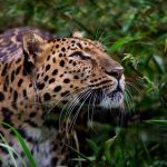 IFAW exhorta a desarrollar una acción conjunta para proteger al jaguar