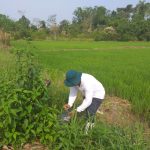 Evalúan presencia de plaga de roedores en cultivos de arroz y sandía en Ucayali