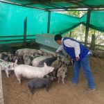 Proyectan vacunación de más de cuarenta mil cerdos en Amazonas