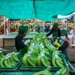 Ocho mil mujeres rurales empoderadas como líderes de cadenas productivas