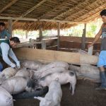 Minagri proyecta vacunar más 22 mil cerdos en Ucayali