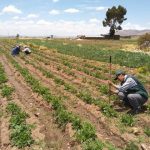 Moquegua: Instalarán 800 hectáreas de pastos para impulsar sector agropecuario