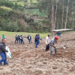 Amazonas: Siembran 1800 hectáreas de pastos para producción ganadera