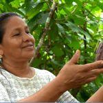 Potencian calidad del cacao peruano en el mercado internacional
