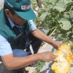 Senasa certificó 15 lugares de producción de zapallo en Moquegua