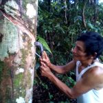 Madre de Dios: Implementan plan para incentivar competitividad forestal