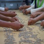 Este viernes 25 se conocerá quién posee el mejor café del Perú