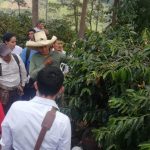 Cajamarca: Expertos internacionales en café participarán en feria de Jaén