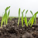¿La agricultura puede ayudar a combatir la anemia y la desnutrición?