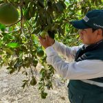 Junín: Previenen ingreso de enfermedades a cultivos cítricos
