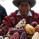 Recuperan cultivo de razas nativas de maíz