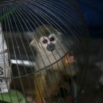Perú será sede de conferencia sobre comercio ilegal de vida silvestre
