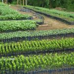 San Martín: Viveros producen más de 100 mil plantas forestales
