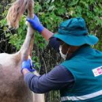 Amazonas: Monitorean 886 cabezas de ganado para descarte de enfermedades