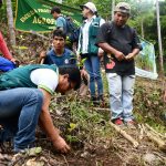 Cusco: Instalan plantones de caoba en comunidad nativa de Sankiroshi