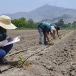Continúan identificación de semillas de maracuyá para dinamizar exportación