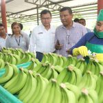 Exportaciones de banano orgánico superan los US$ 117 millones hasta setiembre de este año