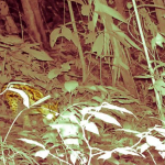 Divulgan imágenes del jaguar en el Parque Nacional Tingo María