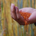 La Libertad: Pequeños productores exportan 40 toneladas de quinua orgánica