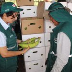 Ucayali: Inician exportación de plátanos a Chile