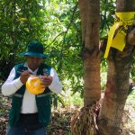 Realizarán vigilancia de más de 450 hectáreas de frutales en Amazonas