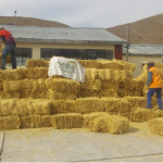 Distribuyen 44 mil pacas de heno a distritos afectados por el volcán Ubinas
