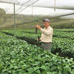 Nuevo programa de café y cacao fortalecerá productividad de 18 000 productores peruanos