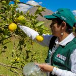 Fortalecen acciones contra el ingreso de la plaga “Dragón Amarillo”