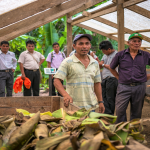 San Martín: Productores fortalecerán capacidades en el cultivo de cacao