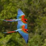 Actualizan lista de especies de fauna silvestre amenazadas en el Perú