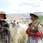Junín: Lanzan campaña de forestación «Los Andes verde»