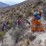 Moquegua: Reforestan praderas con cuatro mil plantones
