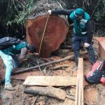 Cajamarca: Incautan 2813 metros cúbicos aserrados de madera extraída ilegalmente