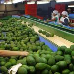 Agroexportaciones cerrarían este año en US$ 7,500 millones