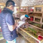 Ancash: Certifican promoción de productores como extensionistas en el manejo del cuy