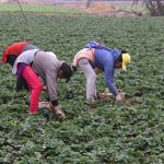 Benefician a 500 mil pequeños agricultores con semillas de calidad y proyectos de innovación