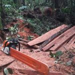 Cusco: Ocho años de prisión para conductor por trasladar madera ilegal
