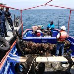 Decomisan 30 toneladas de concha de abanico de procedencia ilegal
