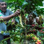 Descubren nuevos hongos que potenciarán producción orgánica del café y sacha inchi