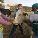 Estrategias sanitarias previenen aparición de carbunco sintomático en Moquegua