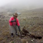Mujeres trabajan en la construccion de qochas del Minagri
