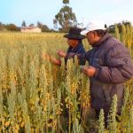 Optimizan rentabilidad de productores de quinua orgánica en Puno