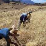 Sector agropecuario creció 4,2% en octubre