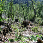 COP25: Perú logró reducir deforestación en la Amazonía en el 2018