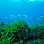 Especies marinas buscan profundidades de océanos ante aumento de temperatura